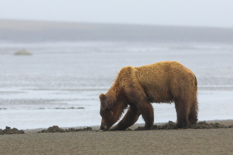 bears_n_clams_1