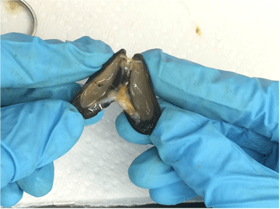 An image of a bay mussel being dissected.