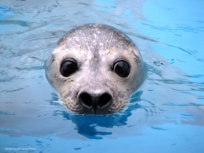 Harbor Seal Image