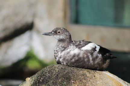 Image of a pigeon guillemot.