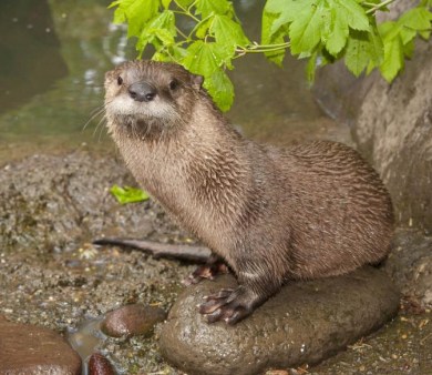 Image of a river otter.
