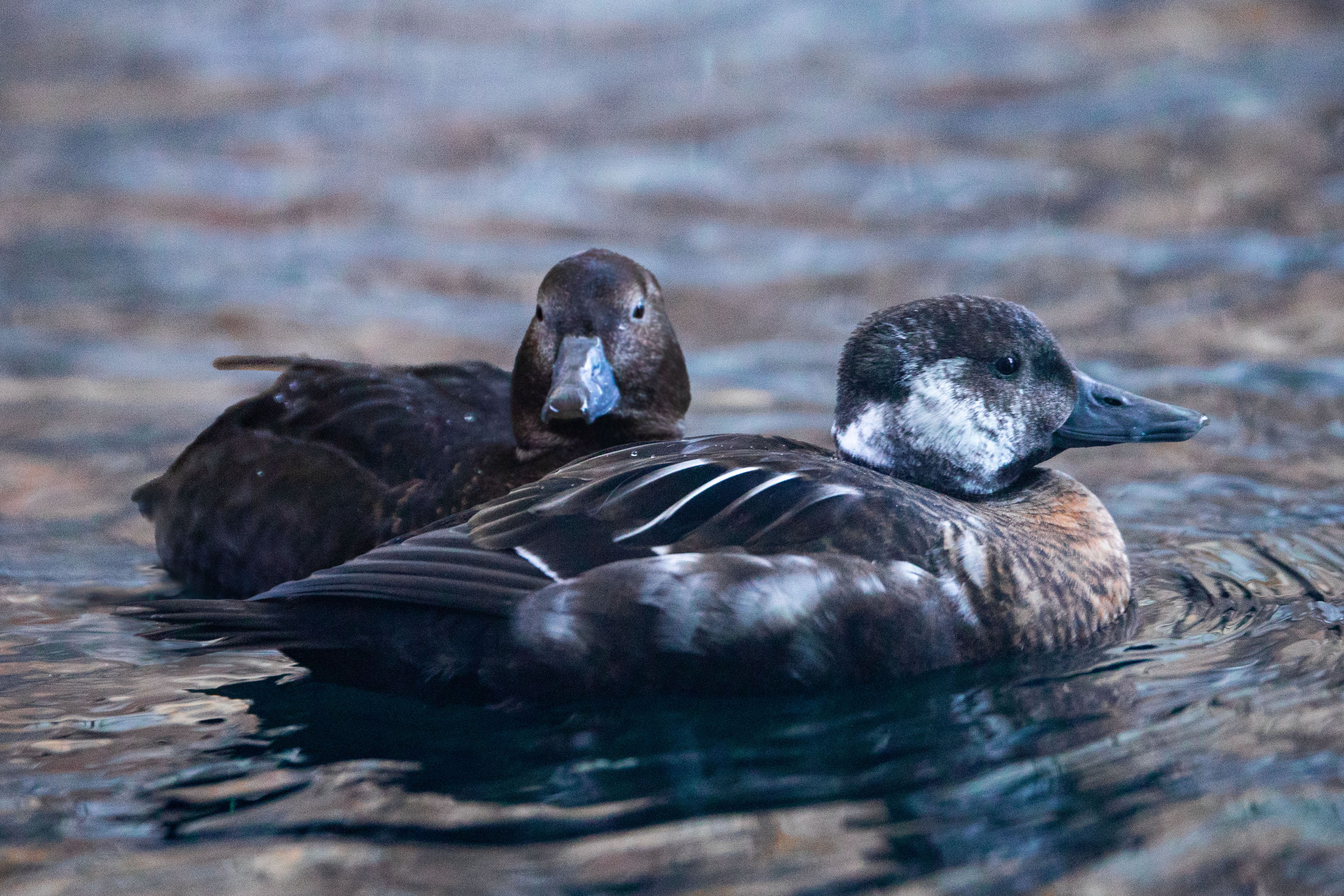 Steller’s Eiders Join the aviary